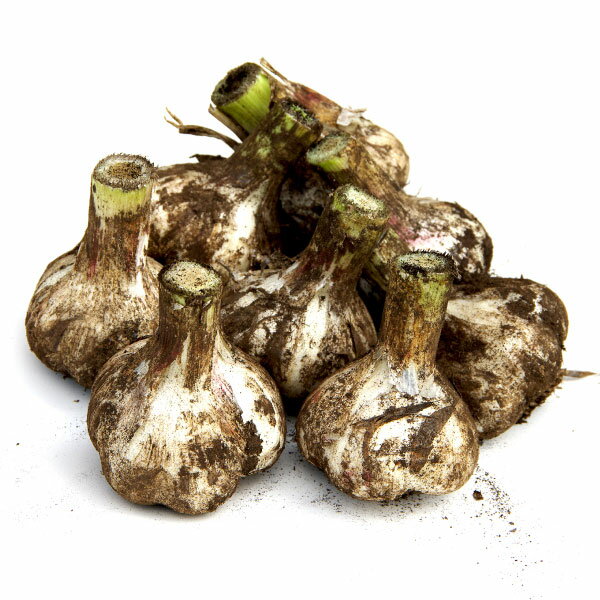 令和7年産 青森県産 土付き にんにく サイズ混合 玉 1kg 新物 福地ホワイト六片種 送料別 沖縄・離島別途送料2,000円