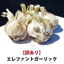 【平成30年度新物】青森県産 訳あり エレファントガーリック 1kg