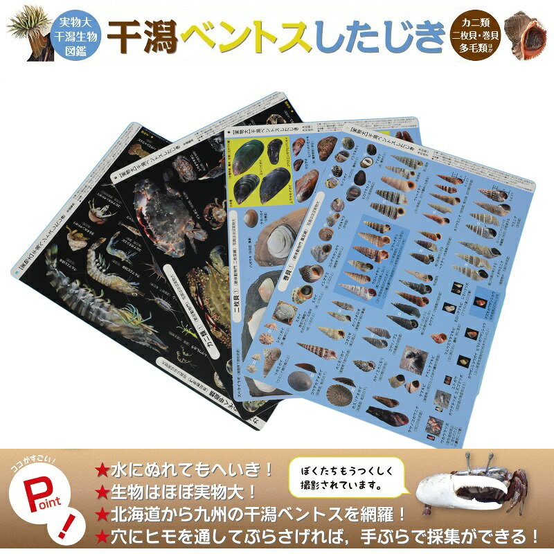 【特徴】 ・子供に「自ら新しい道を切り開く楽しみを伝える」ための月刊誌「たのしい授業」を刊行する仮説社製 ・巻貝編、二枚貝編、カニ編、甲殻類多毛類その他の動物編の4枚セット ・貝、カニ、エビ、ゴカイ、ヒトデなど、北海道から九州の干潟で見られる生物をほぼ実物大で掲載 ・表裏両面に多数の生物の写真が満載 ・ほぼ実物大の写真と和名、生息環境を記載 ・海辺で持ち歩いたり、濡れたて触れても問題のないプラスチック製 ・ヒモを通せる穴つき 【仕様】 硬さ：ハードタイプ サイズ：210mm × 297mm