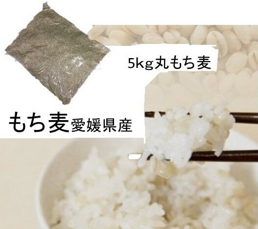 もち麦 (丸）5kg 愛媛県産 白いもち麦 雑穀米 ダイエット 国産 大麦 もちむぎ 食物繊維 ぷちぷち ご飯 健康 美肌効果…