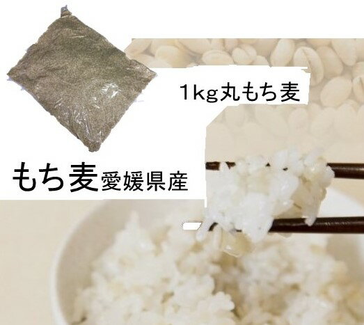 もち麦 (丸） 1kg 愛媛県産 白いもち麦 雑穀米 ダイエット 国産 大麦 もちむぎ 食物繊維 ぷちぷち ご飯 健康 美肌効果 穀物 βグルカン モチ麦 もちむぎ モチムギ 麦 国内産