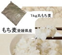 もち麦(丸） 1kg 愛媛県産 白いもち麦 雑穀米 ダイエット 国産　大麦 もちむぎ 食物繊維 ぷちぷち ご飯 健康 美肌効果 穀物