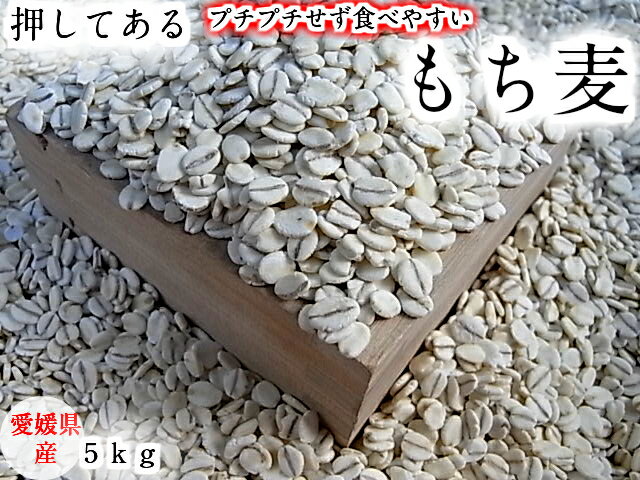 もち麦(押し） 5kg 愛媛県産 白いもち麦 当店オリジナル 雑穀米 ダイエット 国産 大麦 もちむぎ 食物繊維 押してある…