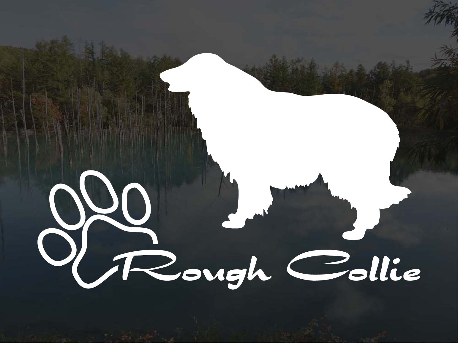 [犬のステッカー]『DOG STICKER』少し大きめのドッグステッカーラフコリー