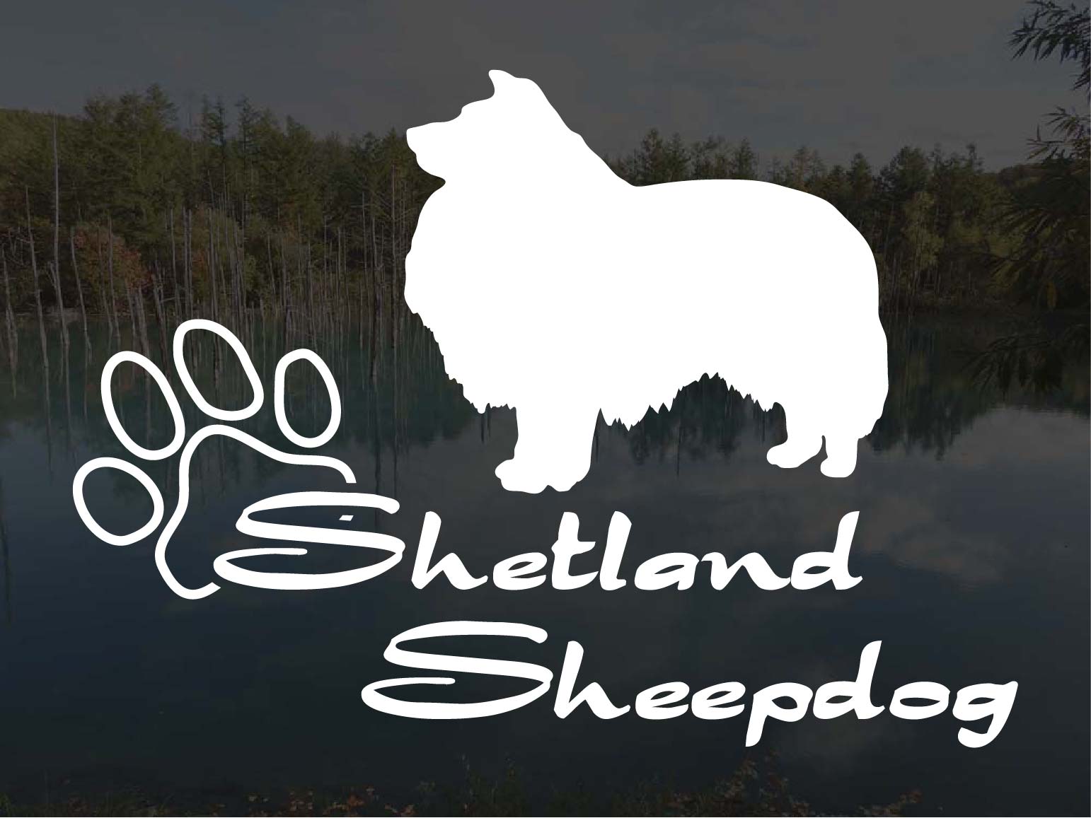 [犬のステッカー]『DOG STICKER』 少し大きめのドッグステッカーシェットランドシープドック