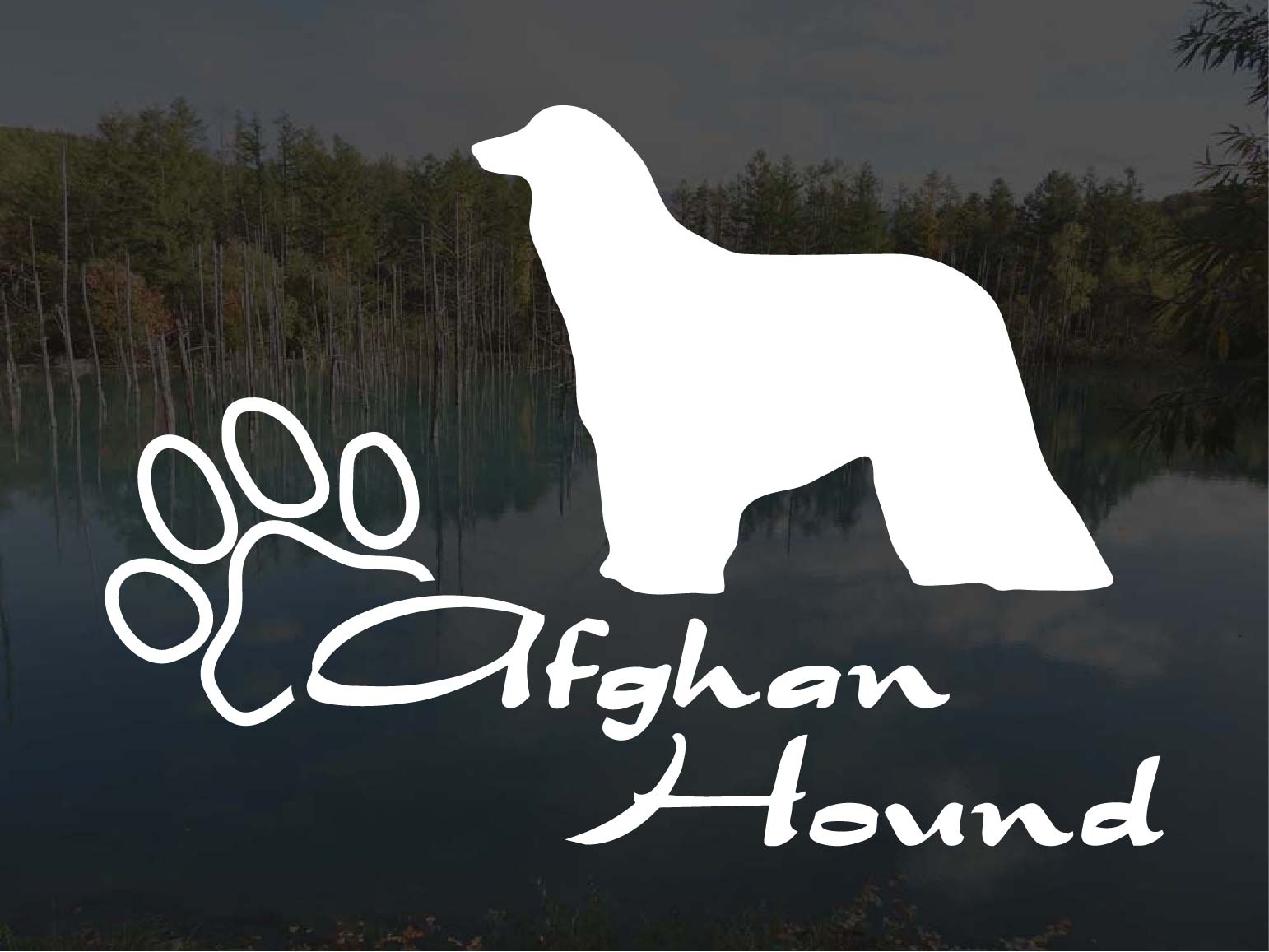 [犬のステッカー]『DOG STICKER』少し大きめのドッグステッカーアフガンハウンド