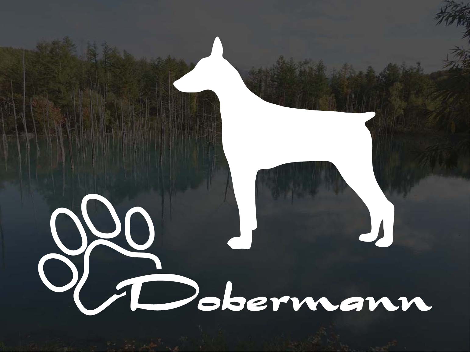 [犬のステッカー]『DOG STICKER』少し大きめのドッグステッカードーベルマン