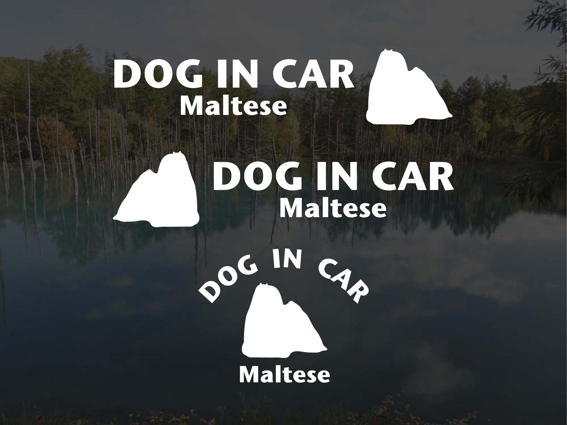 [犬のステッカー]『DOG STICKER』ドッグステッカー『DOG IN CAR』マルチーズ 3枚組