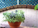 イタリアデローマ社製植木鉢 プラ