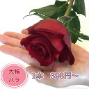 【安心のクール便出荷】 大輪バラ 1本 ~ 1本398円 記念日 ギフト 誕生日 発表会 還暦祝い 生花 プロポーズ 花 バラ ブーケ 花束 お花 フラワー お...