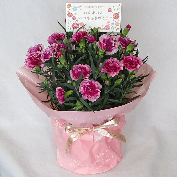 紫カーネーション鉢花　バスケット付き　お供え花にも【母の日】【カーネーション】【カーネーション鉢植え...