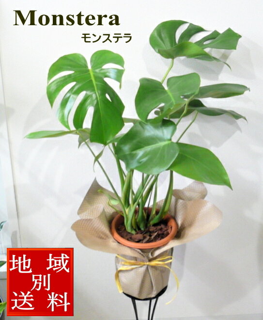 観葉植物　モンステラ　6号　開店祝い　誕生日　新築祝い　バレンタインデー・ホワイトデーにも プレゼント ギフト