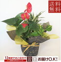 観葉植物 寄せ植え アンスリウム 開店祝い 新築祝い 誕生日 退職祝い バレンタインデー・ホワイトデー プレゼント ギフト 2023
