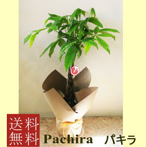 観葉植物　パキラ　7号【開店祝い】【新築祝い】【誕生日】【退職祝い】【御祝い】