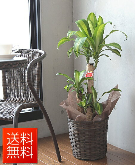 観葉植物　【幸福の木】ドラセナ　マッサン　バスケット・鉢皿付き　7号【開店祝い】【新築祝い】【誕生日】