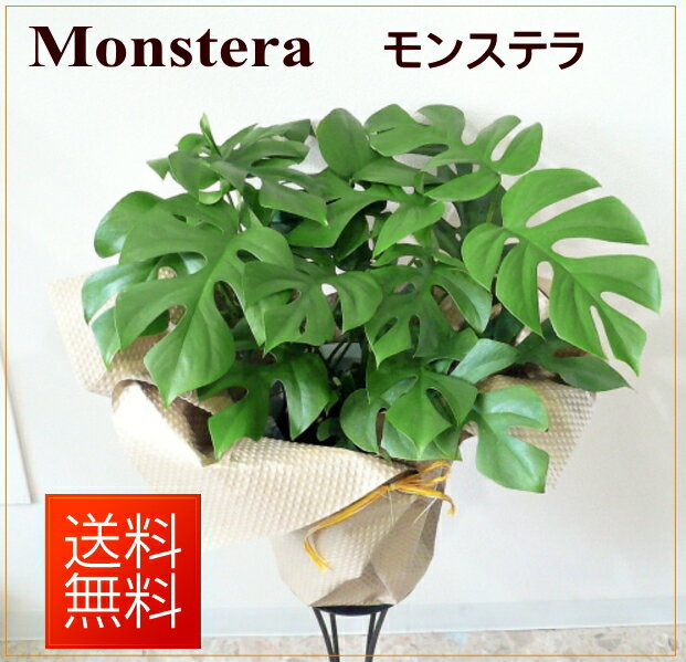 観葉植物　ヒメモンステラ【モンステラ】【開店祝い】【新築祝い】【誕生日】あす楽　送料無料！のサムネイル