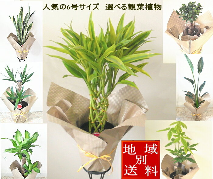 観葉植物　ミリオンバンブー　幸福