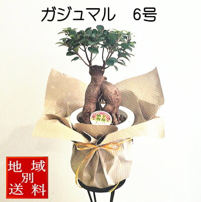 観葉植物 ガジュマル 6号 幸運を呼び込む精霊が住む木 開店祝い 新築祝い 誕生日 お中元 バレンタインデー・ホワイトデー プレゼント ギフト