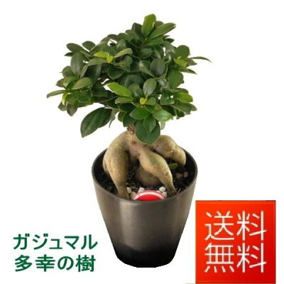 観葉植物 ガジュマル 5号 幸運を呼び込む精霊が住む木 開店祝い 新築祝い 誕生日 お中元 ※花器はプラスチック製です バレンタインデー・ホワイトデー プレゼント ギフト