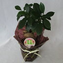 観葉植物 ガジュマル 幸運を呼び込む精霊が住む木【開店祝い】【新築祝い】【誕生日】です