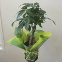 観葉植物 パキラ 5号【パキラ・アクアティカ 発財樹 開店祝い インテリア 開業祝い 人気 誕生日 新生活 引越し祝い オフィス あす楽対応】 プレゼント ギフト