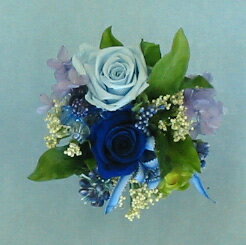 �ץꥶ���֥ɥե�/�ץ��ϡ��٥��ȡ�B