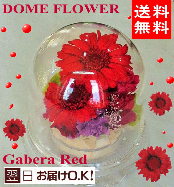 プリザーブドフラワー/レッドガーベラドーム　ハロウィンにもおすすめ！【プリザーブドフラワー・ドー..