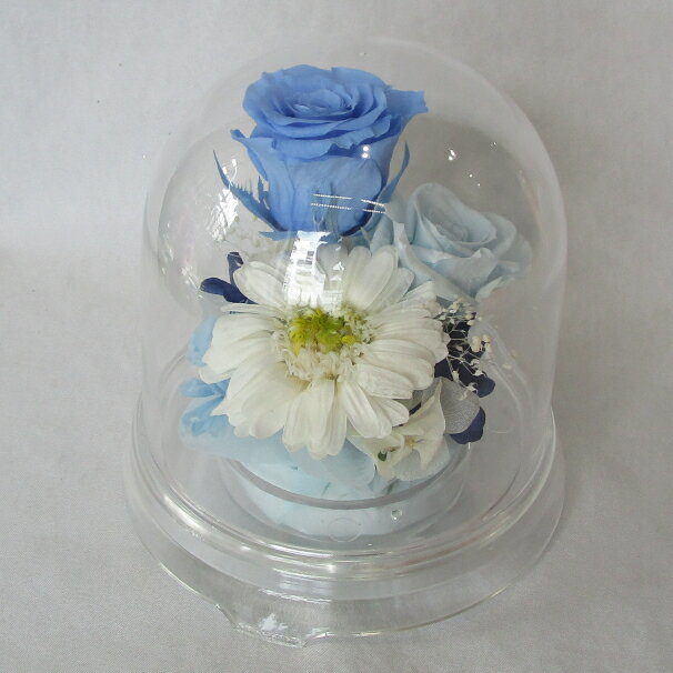 プリザーブドフラワー/ガーベラ・バラドーム ホワイト＆ブルー【プリザーブドフラワードーム】【プリザ..