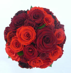 �ץꥶ���֥ɥե�/Big��åɡ��֥�å�������