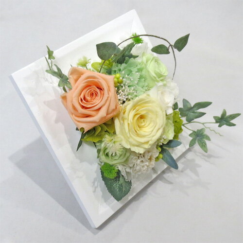 �ץꥶ���֥ɥե�/�ե졼�ࡡ���ȥ饹�ڥץꥶ���֥ɥե����եȡۥ�������