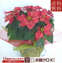 季節の鉢花 ポインセチア ラメ付き!5号鉢【送料無料】【あす...