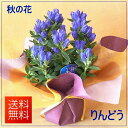 季節の鉢花 リンドウ 鉢花 敬老の日にもお勧め