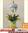 【バルーンフラワー】季節の鉢花 あす楽対応 今月はスパティフ...
