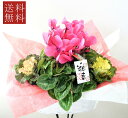 季節の鉢花 寄せかご 【シクラメン】【葉ボタン】...