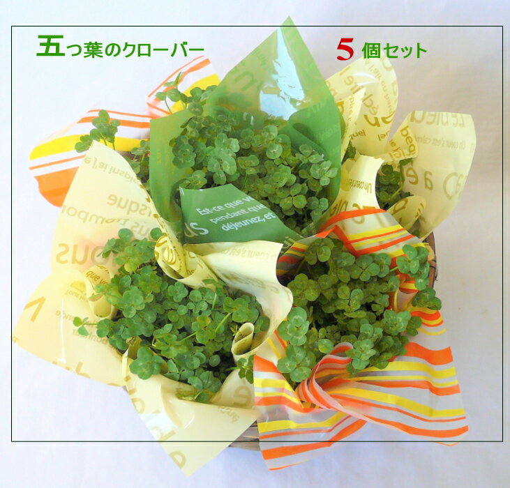 五つ葉クローバー　5個セット【誕生日】【送料無料】【誕生日】【御祝い花】【送別会】のサムネイル
