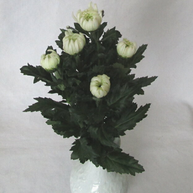 Rakuten - お供え花 仏花 生花【仏花】白　中輪菊　　5本 【お盆の花】【お彼岸】【49日までのお花】