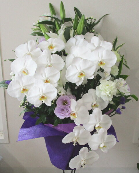 胡蝶蘭　お供え花・法要花 【お供え】【御供え】【法要】【お盆の花】【初盆】【お悔みの花】