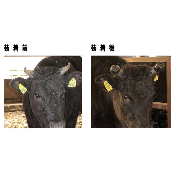 【全商品ポイント5倍★要エントリー！11日1:59まで】 和牛用 角突防止具 牛の角カバ...