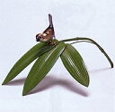 置物 小物■ 笹に雀 ■青銅(ブロンズ)製 紙箱入り【高岡銅器】