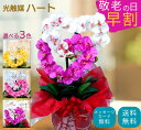 【敬老の日 早割クーポン有り】 胡蝶蘭 鉢植え ギフト 花 アレンジメント 送料無料 古希 造花 光触媒 開業祝い プレゼント おしゃれ 開店 黄色 ピンク ハート 造花 サロン インテリア 喜寿 米寿 内祝い 敬老の日 お中元 サマーギフト スーパーSALE