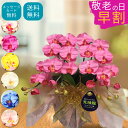【敬老の日早割クーポン有り】 胡蝶蘭 ミディ 造花 光触媒 開店祝い ミニ サロン ギフト プレゼント 色 白 赤 青 ブルー ピンク ワイン 黄 紫 ワイン 父の日 お供え 2本 開院 喜寿 誕生日 結婚 カード 送料無料 花 敬老の日 お中元 サマーギフト スーパーSALE