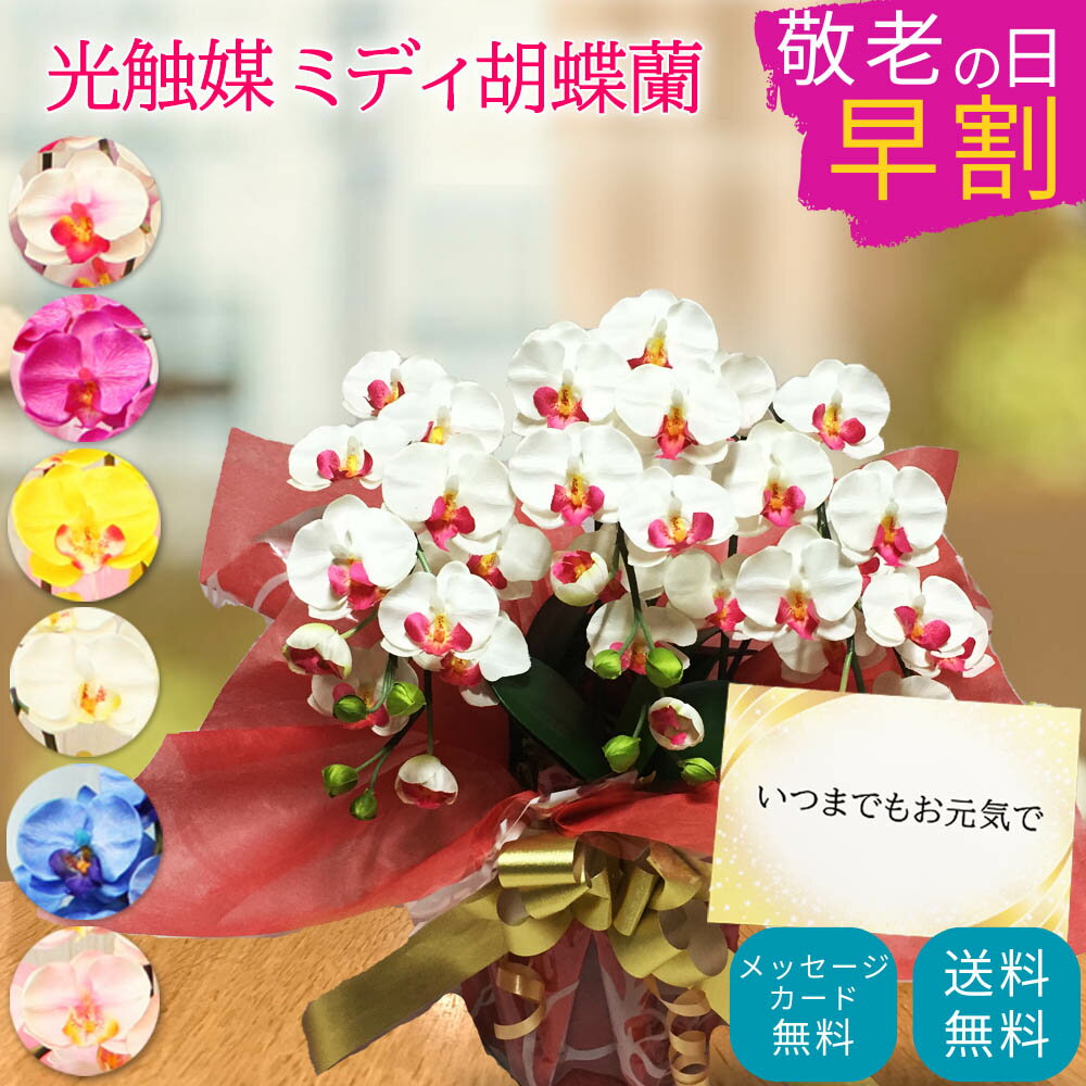 【敬老の日早割クーポン有り】 胡蝶蘭 造花 小さい 青 光触媒 母の日 プレゼント 花 ギフト 可愛い 鉢植え 古希 誕生日 女性 60代 開店祝い 和モダン 100歳 お祝い インテリア 高級 事務所開き ペット お供え ミディ ミニ 3本 喜寿 米寿スーパーSALEのサムネイル