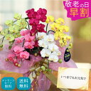 【スーパーSALE 割引】 造花 インテリア カラー 母の日 アレンジ こちょうらん 誕生日プレゼント 花 ギフト ミディ胡蝶蘭 ミニ カラフル 派手 はなやか 送料無料 限定 光触媒 撮影 小物 nizi 虹 かわいい おしゃれ お祝い 敬老の日 お中元 サマーギフト