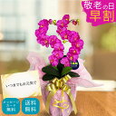 【敬老の日早割クーポン有り】 造花 インテリア 卒業 内祝い ギフト プレゼント 蘭 ポイント消化 送料無料 開店祝い 花 ミニ胡蝶蘭 鉢花 光触媒 ミディ 2本 豪華 誕生日 開店祝い お祝い S字 優美 ラッピング フェイク サロン 敬老の日 お中元 スーパーSALE