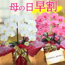 母の日 プレゼント 花 早割 お祝い 造花 鉢花 胡蝶蘭 の 鉢植え 九州 2本立 大輪 あす楽 お祝い 開店 還暦 開院 開業 移転 就任 栄転 昇進 退職 お供え 贈り物 フラワーギフト 株主総会 結婚 光触媒 木札 老人ホーム 敬老の日