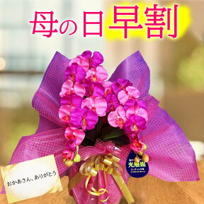 母の日鉢植え 早割 誕生日 プレゼント 胡蝶蘭 ミニ 花 開店 お祝い ミディ 造花 ギフト 光触媒 結婚 ダブルカラー ワイン ピンク おしゃれ かわいい 2色 コチョウラン バースデー ココキャンフラワー 敬老の日