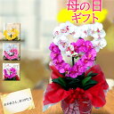 母の日 胡蝶蘭 鉢植え 早割 ギフト 花 アレンジメント 送料無料 古希 造花 光触媒 開業祝い プレゼント おしゃれ 開店 黄色 ピンク ハート 造花 サロン インテリア 喜寿 米寿 内祝い 敬老の日