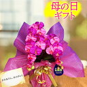 母の日鉢植え 早割 誕生日 プレゼント 胡蝶蘭 ミニ 花 開店 お祝い ミディ 造花 ギフト 光触媒 結婚 ダブルカラー ワイン ピンク おしゃれ かわいい 2色 コチョウラン バースデー ココキャンフラワー 敬老の日