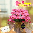 母の日 胡蝶蘭 ミディ 造花 光触媒 開店祝い ミニ サロン ギフト プレゼント 色 白 赤 青 ブルー ピンク ワイン 黄 紫 ワイン 父の日 お供え 2本 ...