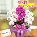 母の日 プレゼント 光触媒 胡蝶蘭 お祝い 開店 花 おしゃれ ギフト 祖母 造花 鉢 お花 誕生日 3本立ち 新築 引越し 開業 移転 就任 開院 かわいい ...